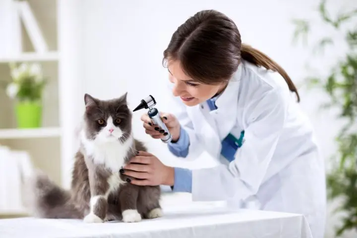 Mengulas Profesi Dokter Hewan, Tugas dan Gajinya